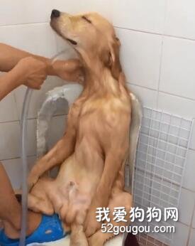 什么叫人模狗樣？這就是！