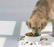 狗狗微量元素，什么情況需要補充？