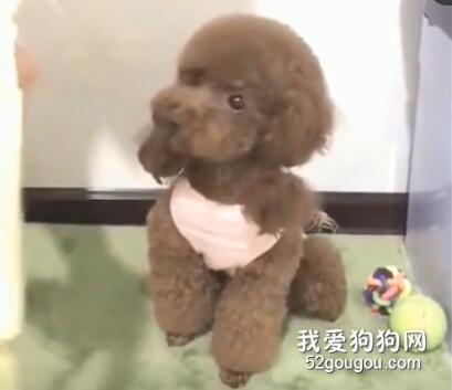 麻麻要親泰迪，泰迪不樂意，可當她拿出錢之后，泰迪表情亮了
