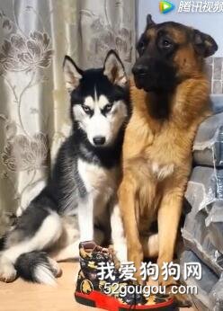 二哈闖禍竟躲到德牧邊上，結果這畫面...笑屎了！