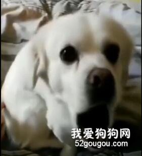 用手指冒充針頭戳狗子的屁屁，它的表情，有點飄了...