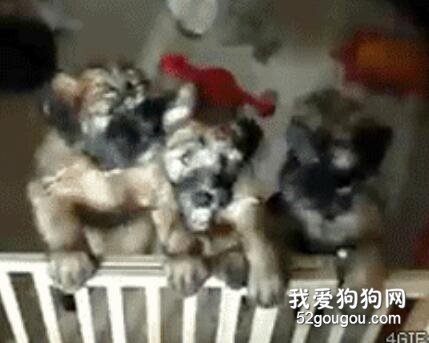三只小狗合體拍照，為了搶C位，這種手段都用上了...