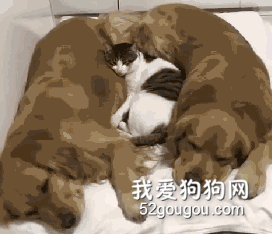 倆金毛圈著小貓睡覺，本來挺暖的，可仔細一看：做夢吃肉呢？