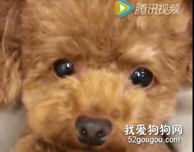 就這個委屈的小臉，它就是把家拆了，你能舍得揍不？