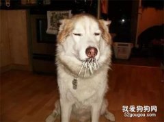 二哈跟豪豬干架，明明輸了但這眼神卻很傲：跟我斗，禿了吧！