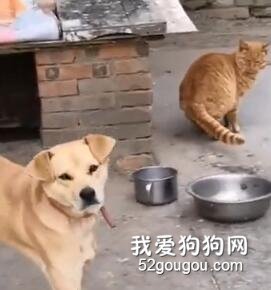 貓咪偷腥睡了狗子，被發現后...再也不相信真愛了！