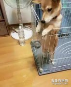 賣家拍胸保證狗子很愛干凈，回家后驚呆了...這是人變的？