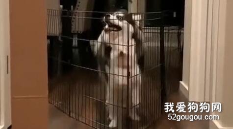 小二哈越獄失敗，沒想被一只哈博士藐視了
