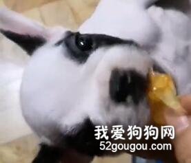 狗狗困到磕頭，但主人一拿來吃的……
