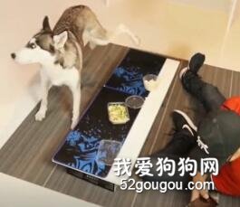 吃了二哈尿拌飯后...后勁好大好嗨哦！