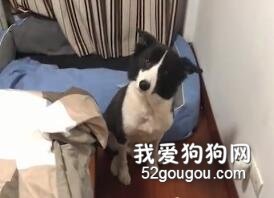 這就是我為什么不敢養邊牧的原因.....
