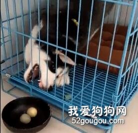 看二哈寶寶吃飯的樣子，鏟屎官哭笑不得：純是挺純的，就是...
