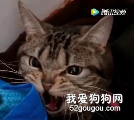 裝狠是很累的，能不能先給小魚干再說~