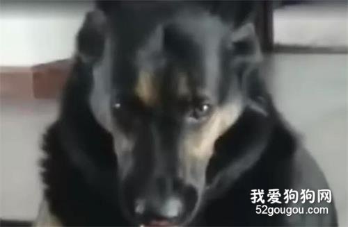 網友下班回家，看到狗狗嘴里的東西后差點暈倒......