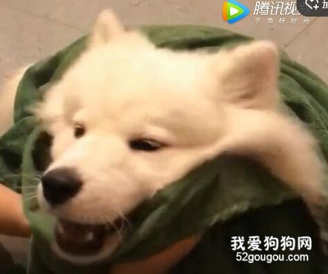 難過的時候，摸一摸狗頭！