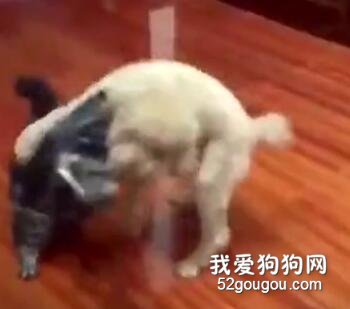身懷絕技的泰迪一秒抱摔對手，主人：哥，大哥！