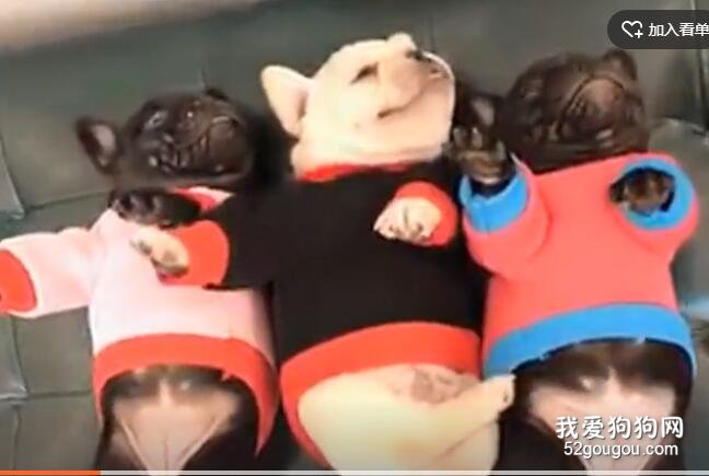 狗子的奇葩睡姿，你一定學不來！
