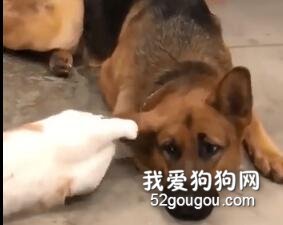 面對喵星人的不斷騷擾，大德牧的表現也太溫柔了！
