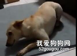 殘疾狗狗爬行求主人給食物？看后不禁大呼還我眼淚！