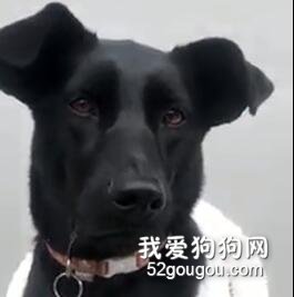 一個視頻告訴你，狗狗的口水究竟能多到什么程度！