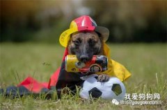 頂級繁育者教你如何挑選兇猛的幼犬