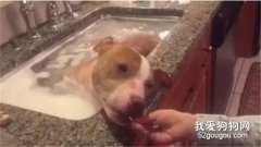 狗子愜意的泡澡，其實這是人們在救它的命！