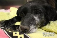 14歲老狗在收容所絕望等死，被領養后…原來它那么活潑！