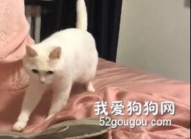 一只會跳popping的貓，節奏感超強！