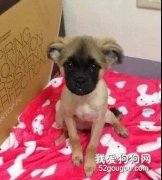 養了只像猴子的狗子，五年后...你哪位？