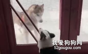 二哈眼神超犀利，一秒把柯基嚇成小軟妹！