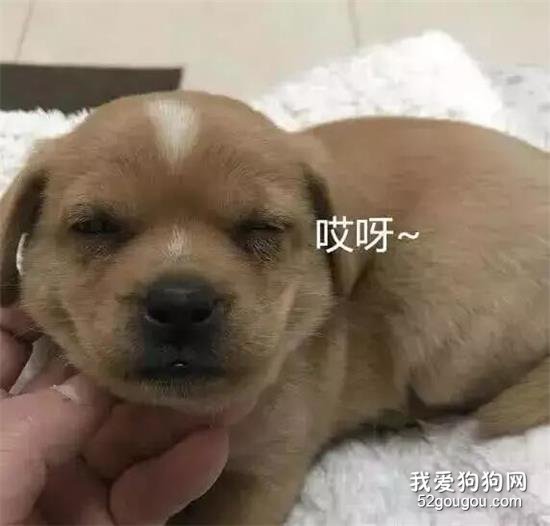 80包郵的純種金毛，到貨后笑到劈叉...