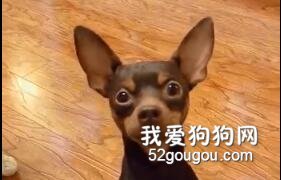 養了只偏心又聰明的狗砸，男主人差點瘋掉：還能有點隱私嗎？