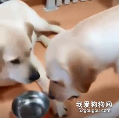主人假裝不給狗媽媽吃肉，狗爸爸看見后……