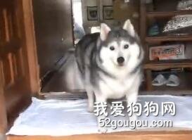 鏟屎官曬家里的超暖二哈，可這貨一開口，網友都笑噴了！