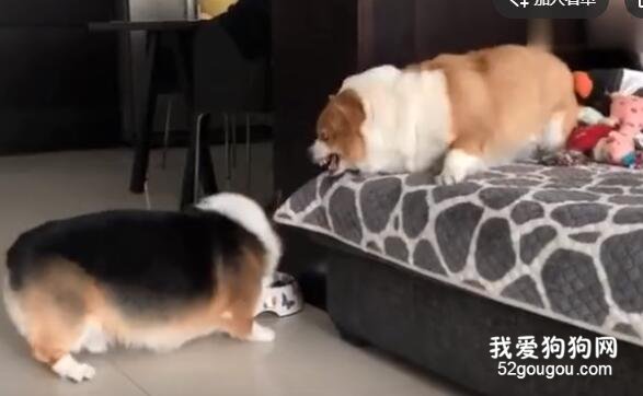 兩只肥基吵架的日常，我快笑瘋了！