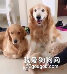 主人問“一家六口誰最丑？”，結果被大金毛的反應笑尿了！