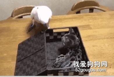鸚鵡好心被貓打，一怒之下它合上了命運的棺材蓋！