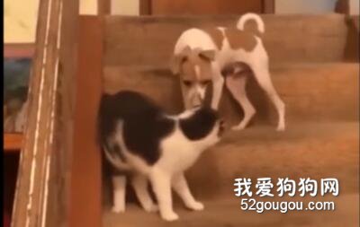 家里的貓打了狗一巴掌，狗的反應…“太好了，我挨打了！”