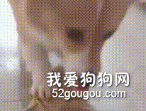 柯基在地板上尿尿，它竟然轉身咬了一塊抹布，然后....