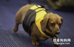 狗狗開始步入老年的幾個信號，家長們一定要注意哦