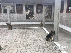 18只狗狗沒吃沒喝被栓在教堂，鏈子短到只能站著！
