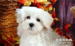 關于狗的疫苗知識，你只需要知道這些