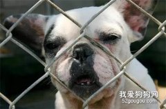 種狗柴犬用完就拋棄，義工：它們就像注定被扔掉的生財工具！