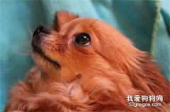 狗狗老去之后，她的一篇文章，逼哭萬千網友...