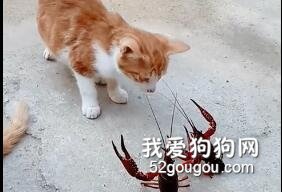 貓咪與小龍蝦大戰三百回合，誰會取得勝利呢？