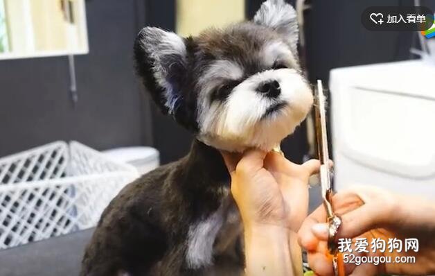 這位美容師帶著狗子，成功把我萌到了！