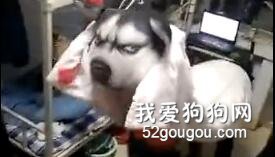 學生宿舍驚現一只舞動的“二哈”，哈哈哈，笑死了...