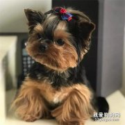 了解約克夏?的常見疾病，不做坑貨主人