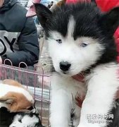 看完這只二哈寶寶的長相，瞬間忘了正宗二哈長啥樣！