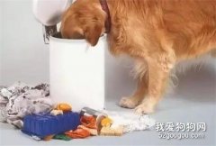 只因愛翻垃圾桶，主人就把它丟在了收容所.....